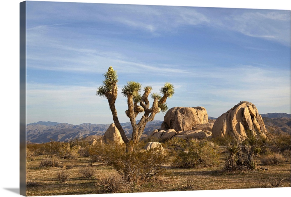 A daytime view of a Joshua Tree and boulders in Joshua Tree National Park