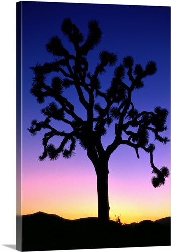 Joshua Tree at sunset, Joshua Tree National Park | Great Big Canvas