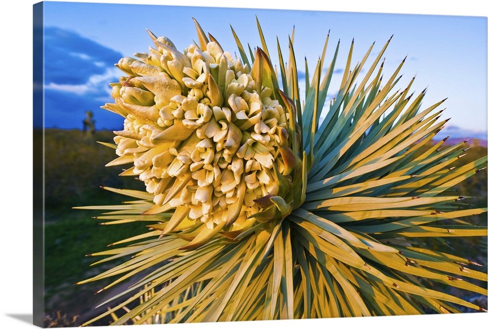Yucca brevifolia is a plant species belonging to the genus Yucca in the family Agavaceae. It is tree-like in habit, which ...