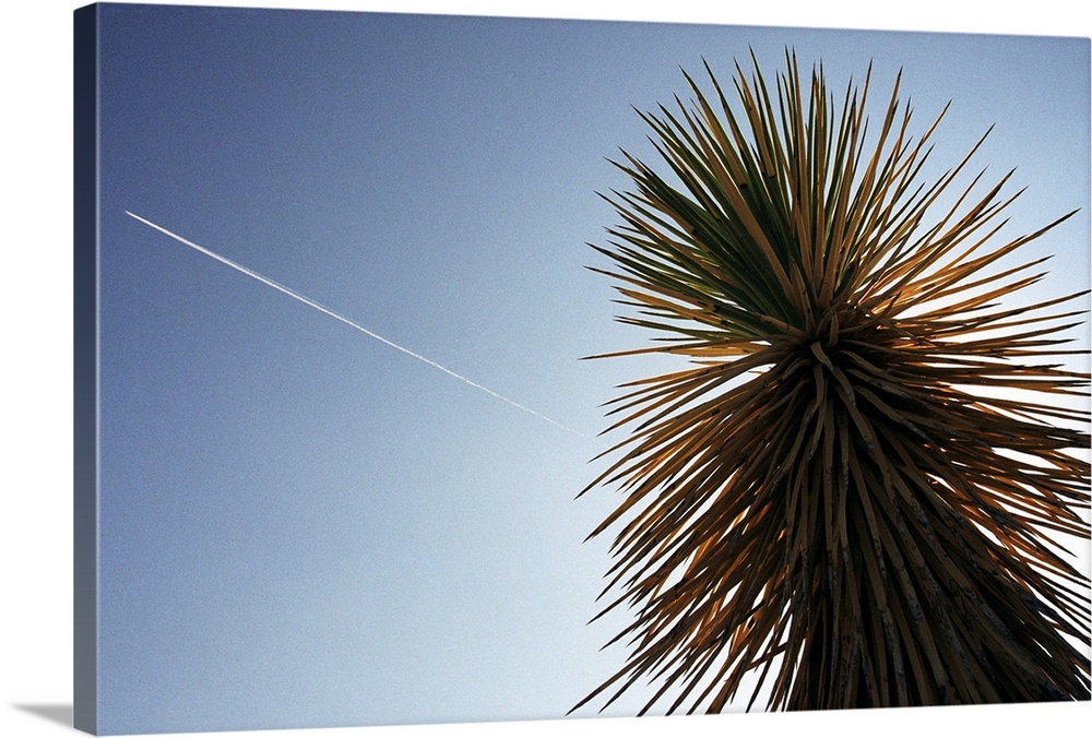 A plane flies over a cactus in Joshua Tree National Park in Southern California.