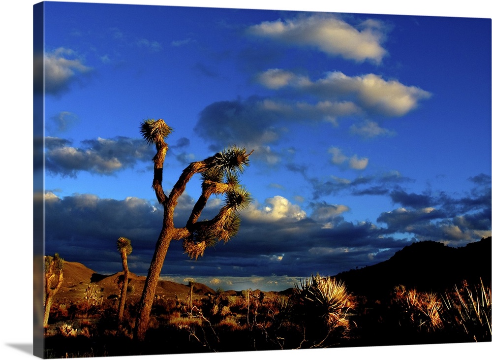 In Joshua Tree National Park. Sunset approaches in a valley near the Visitor's Center end of the park.