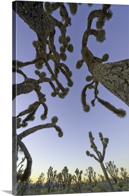 Joshua Tree forest, Nevada