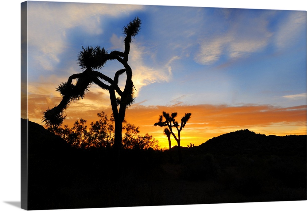 Sunset silhouette of Joshua Tree National Park.