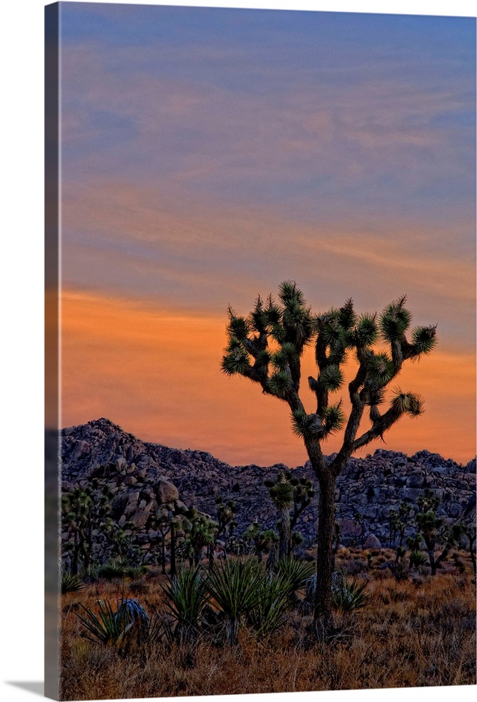 A dawn shot of the Joshua trees and Yucca and rocky hills against an orange sky before the sun rose above the horizon. Jos...