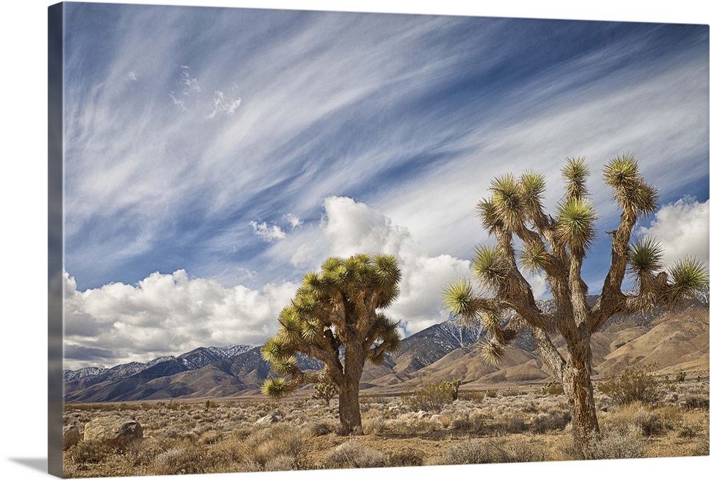 Two Joshua Trees in desert, with clouds over mountains in Eastern Sierra, Owens Valley, CA.