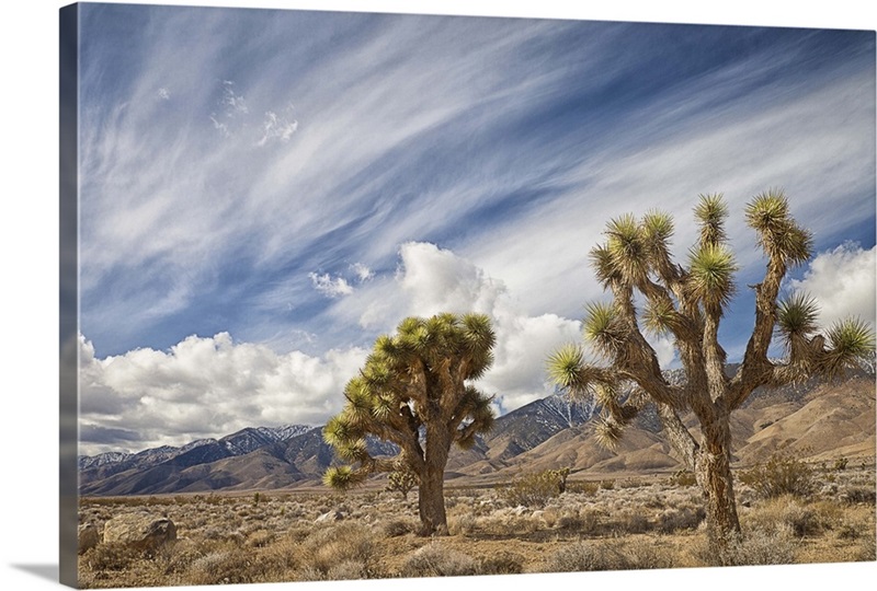 Joshua Trees in desert Great Big Canvas