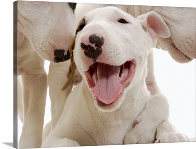 Joyful Bull terriers