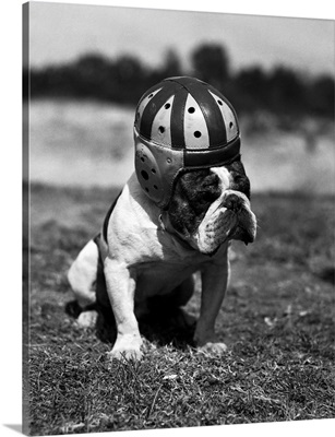 Juggs, Marines Mascot, Wearing Helmet On Football Field