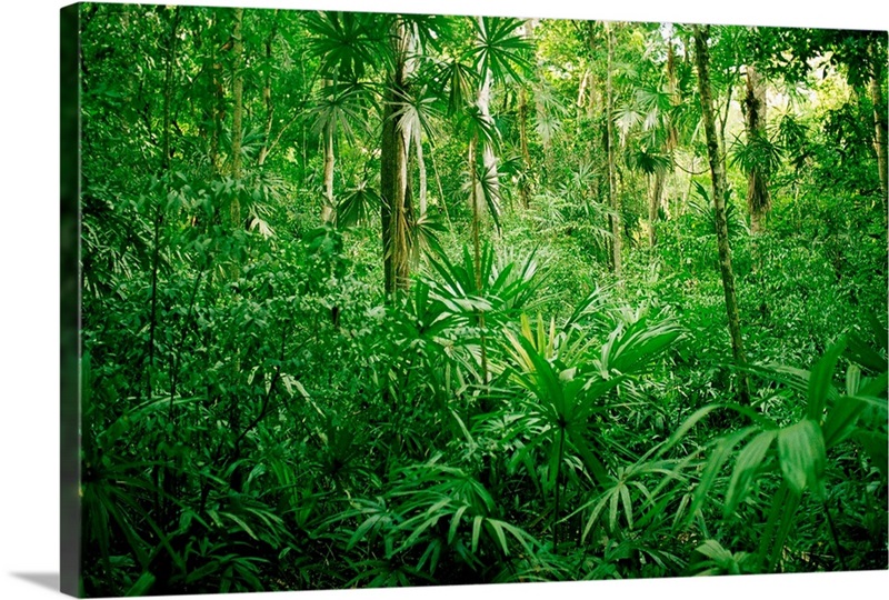 Jungle, Tikal, Guatemala | Great Big Canvas