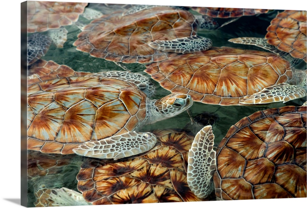 Green sea turtle (Chelonia mydas) hatchlings at Boatwain's Bay, Cayman Island Turtle Farm, Grand Cayman Island.