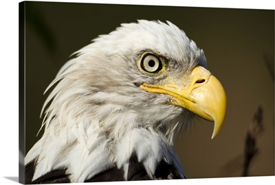 Katmai National Park, Close-up portrait of Bald Eagle near Kinak Bay