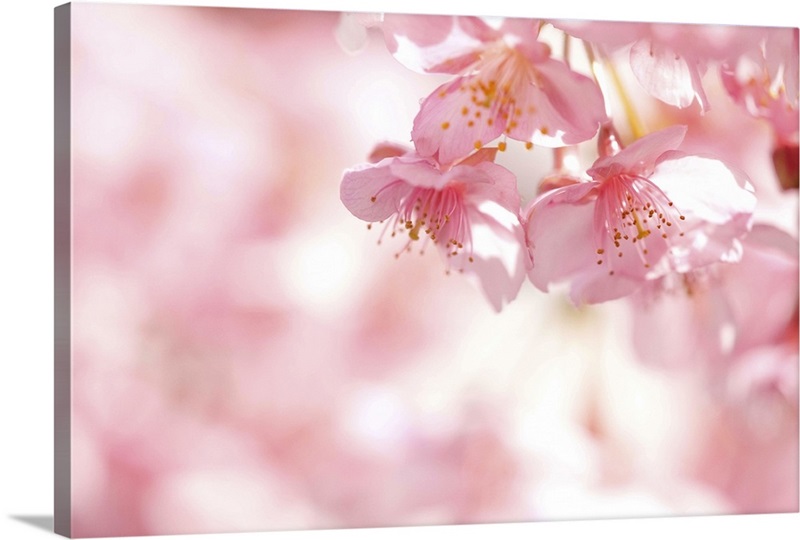 Kawazu cherry blossom. | Great Big Canvas