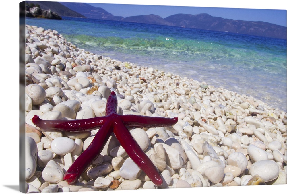 Red starfish washed up on pebble beach close to Scala in Kefalonia, Greece.