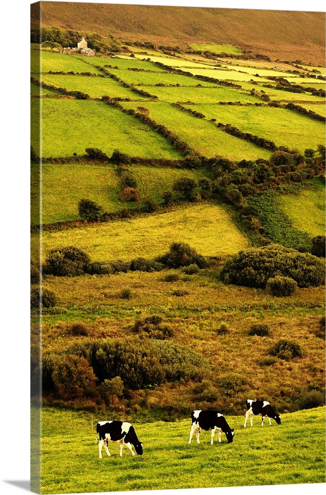 Painterly image of three black and white (Friesian cows) cows in a line with rich green fields and hills in the background...