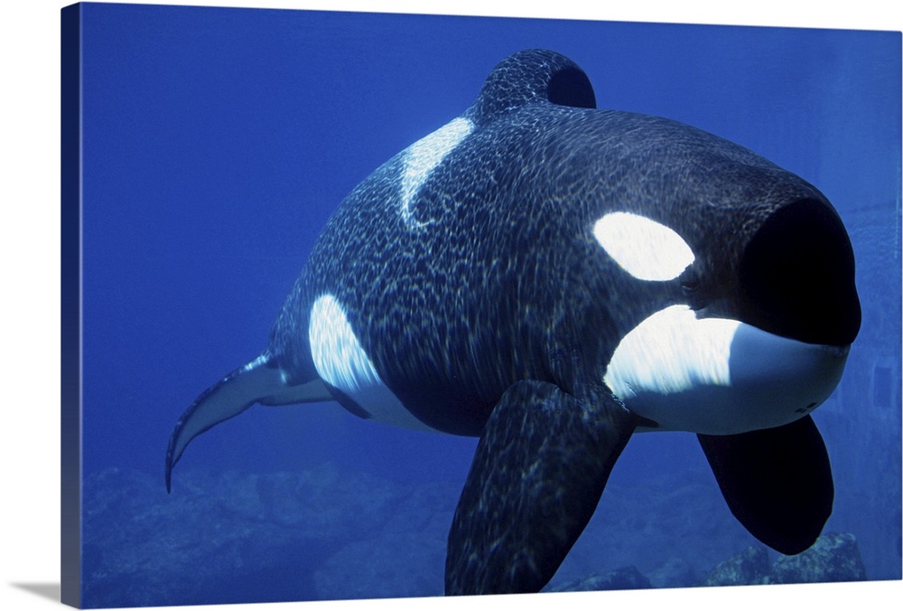 KILLER WHALE (ORCA) KEIKO: FREE WILLY, ORCINUS ORCA. OREGON COAST AQUARIUM, OREGON 6/97 121551