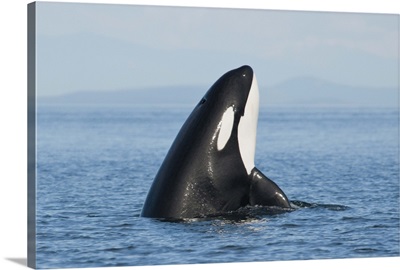 Killer whale, Vancouver Island