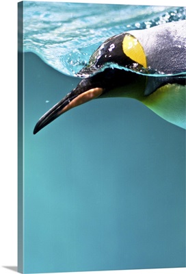 King Penguin swimming underwater