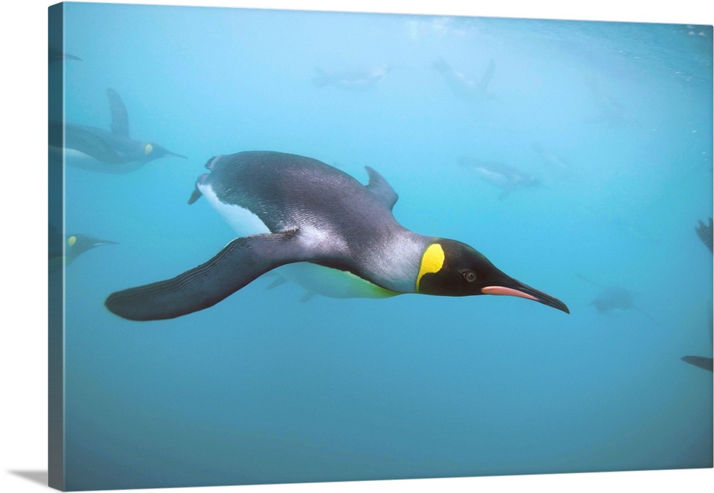 Underwater view of King Penguins (Aptenodytes patagonicus) swimming in Right Whale Bay.