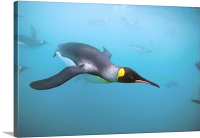 King Penguins Underwater