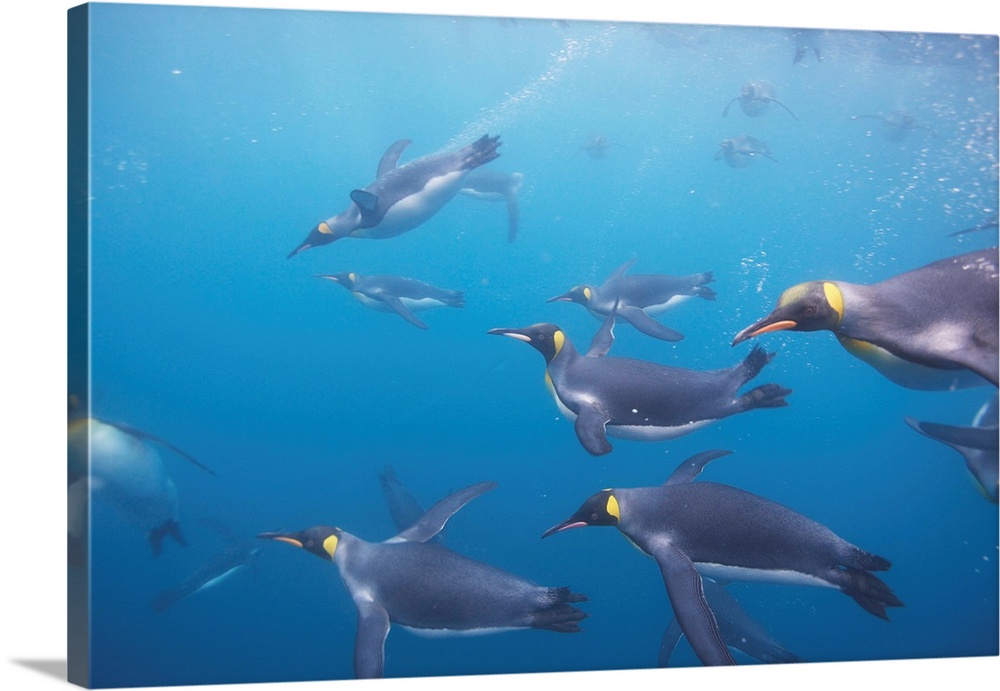 King Penguins (Aptenodytes patagonicus) underwater in Right Whale Bay, South Georgia Island, Antarctica. Photograph by Pau...