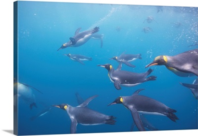 King Penguins Underwater At South Georgia Island