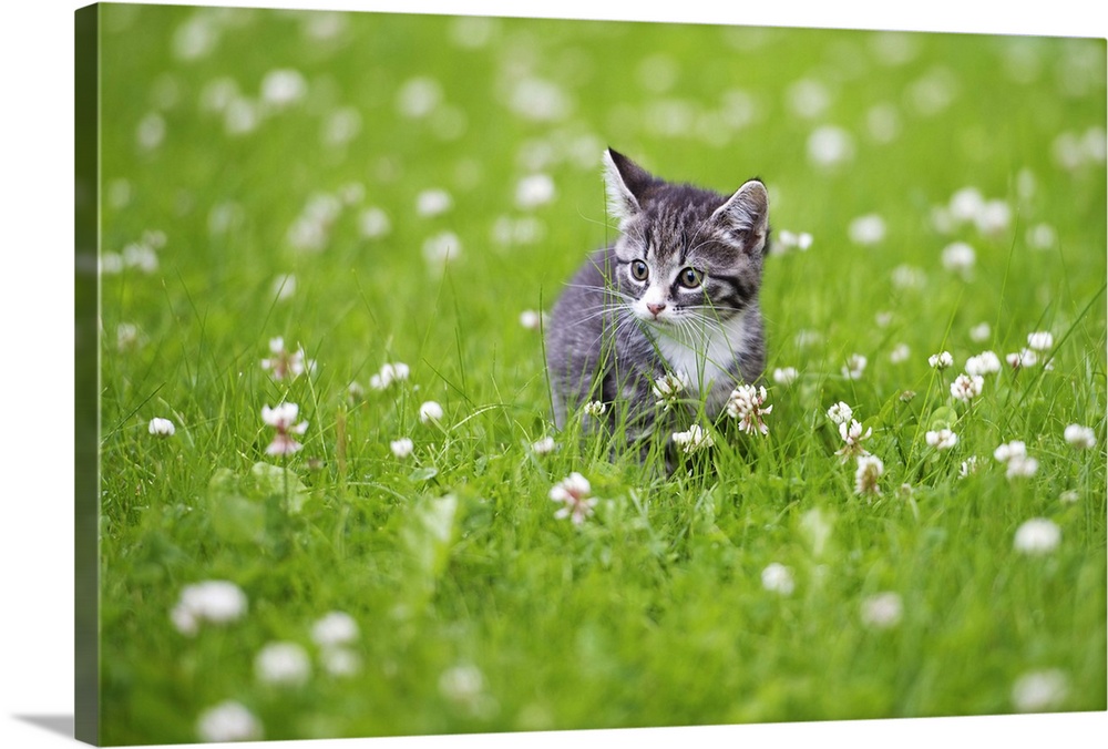 Kitten in grass with white flowers.