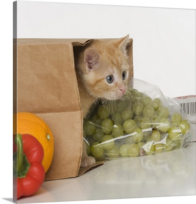 Kitten inside grocery bag