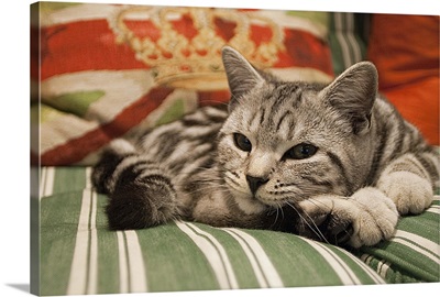Kitten lying on striped couch, Sutton Coldfield, West Midlands, England.