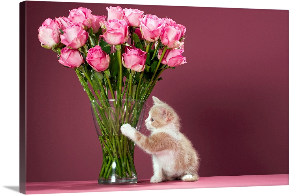 Photograph of small kitten beside tall glass vase of flowers.