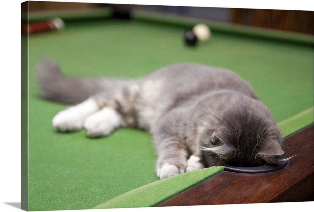 Kitten playing on pool table.