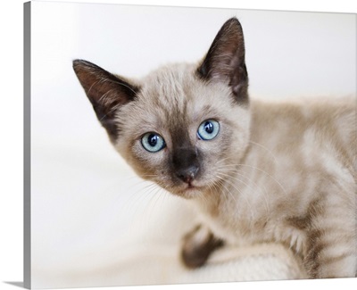 Kitten, Siamese, blue eyes.