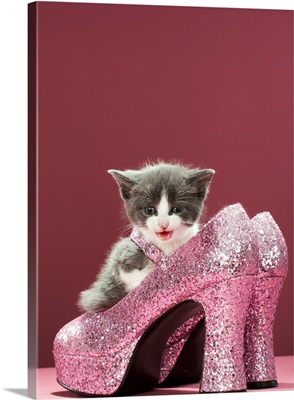 Kitten sitting in glitter shoes