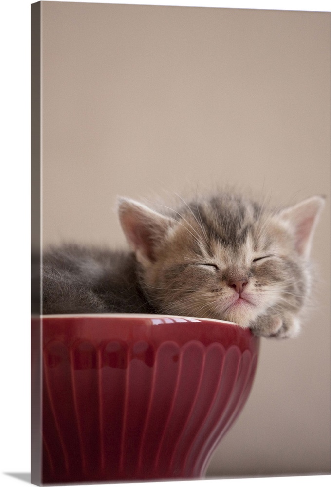 Kitten Sleeping in Bowl