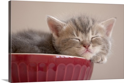Kitten Sleeping in Bowl