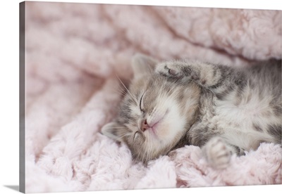 Kitten Sleeping on Towel
