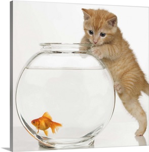 Kitten trying to get a goldfish from the bowl image thumbnail