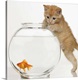 image thumbnail of Kitten trying to get at a goldfish