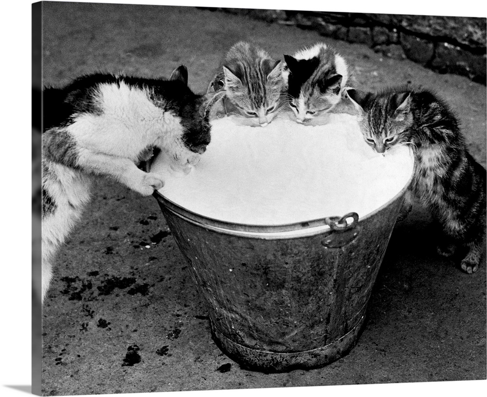 Three kittens and their mother enjoy an unattended pail of milk, September 1934.