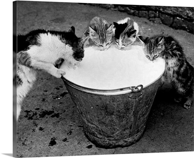 Kittens Slurping From A Pail Of Milk