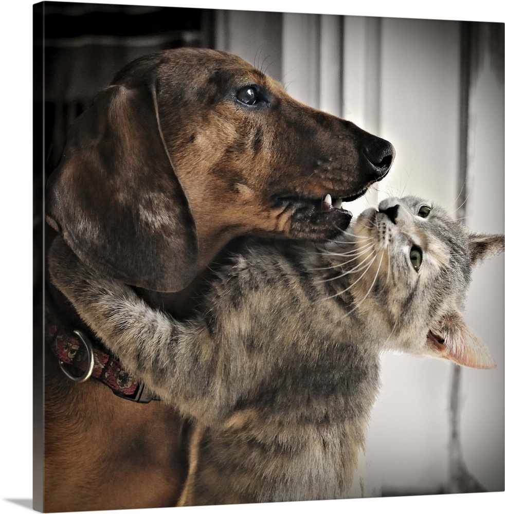 A kitten hugging his friend, a dachshund dog.