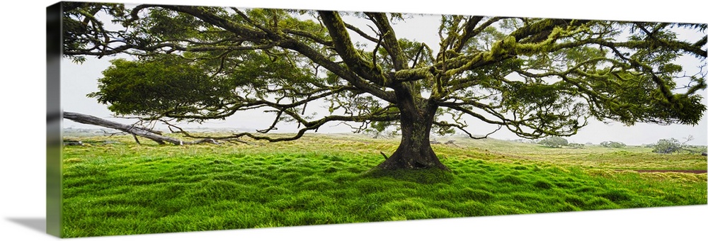 Koa tree (Acacia Koa) panorama Hawaii.