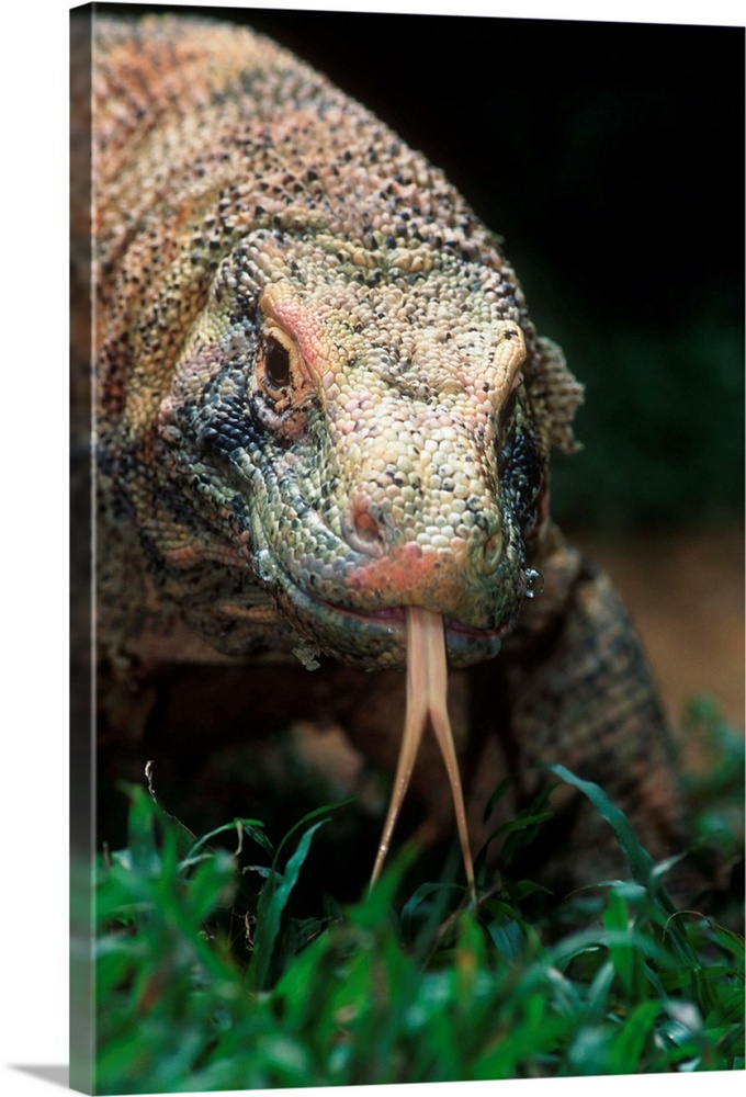 An endangered komodo dragon smells the air with its tongue on Komodo Island.