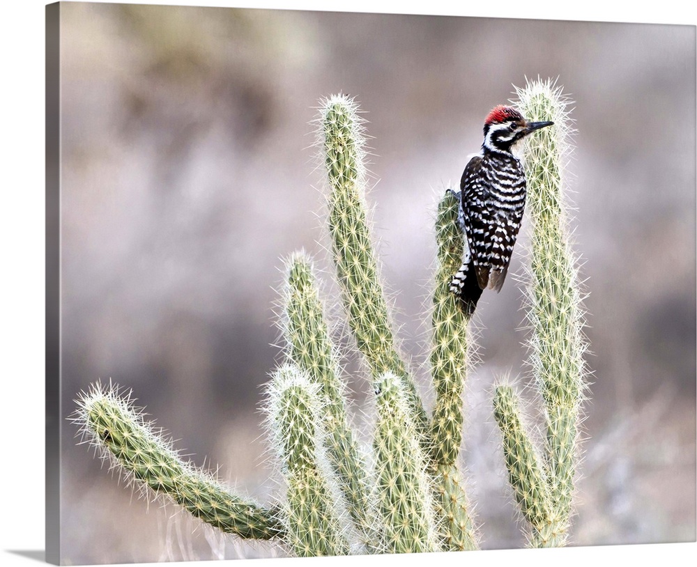 Ladder backed woodpecker resting on Gander's Cholla in Vallecito in the Anza Borrego Desert, California.