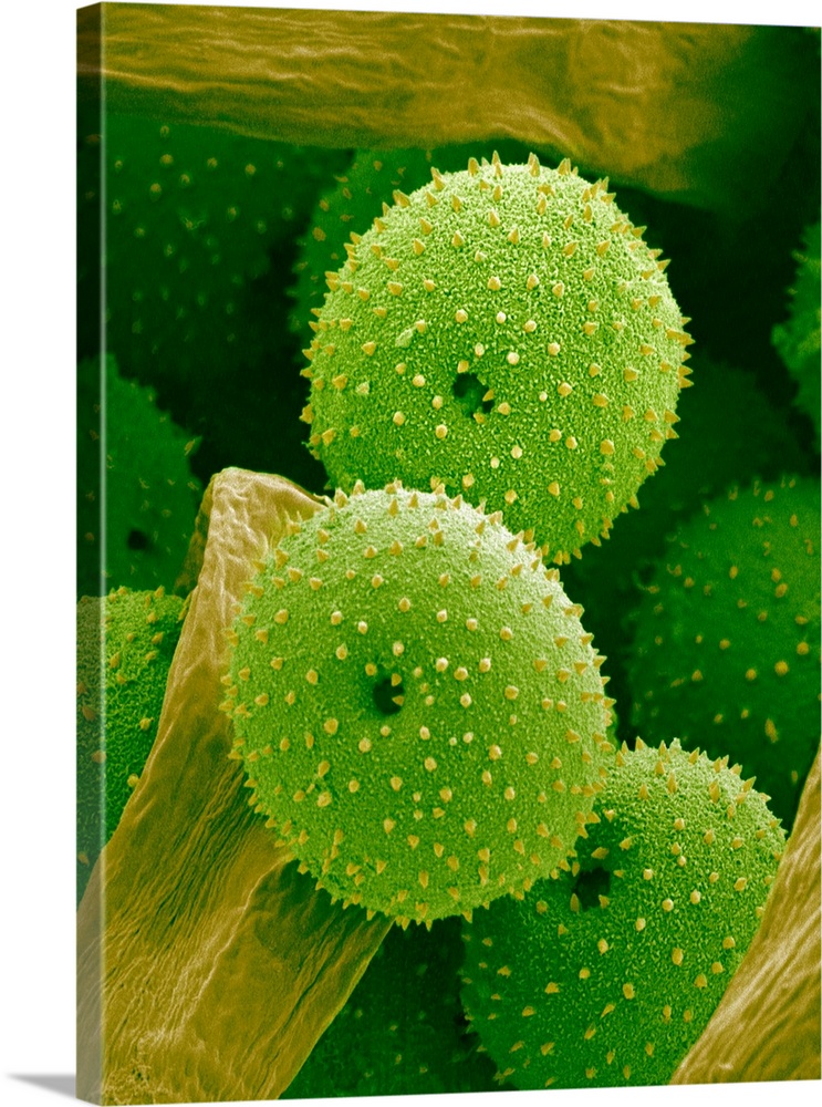 Pollen on the pistil of Lady Bell plant at a magnification of x1400.