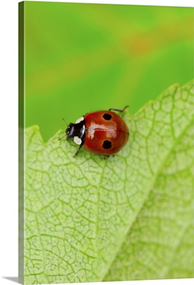 Ladybird walking across a leaf