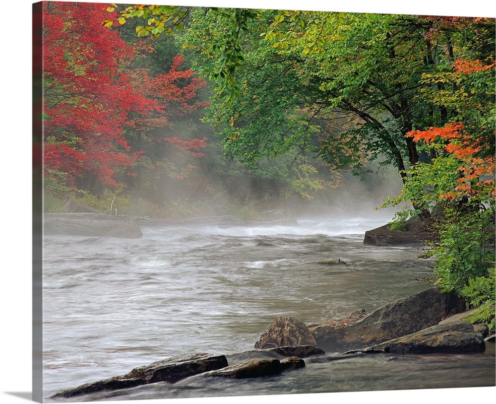 Fall colored trees line a stream of rushing water with a thin layer of fog just above it.