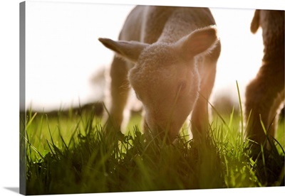 Lamb grazing in grass