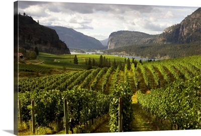 Landscape Of Winery