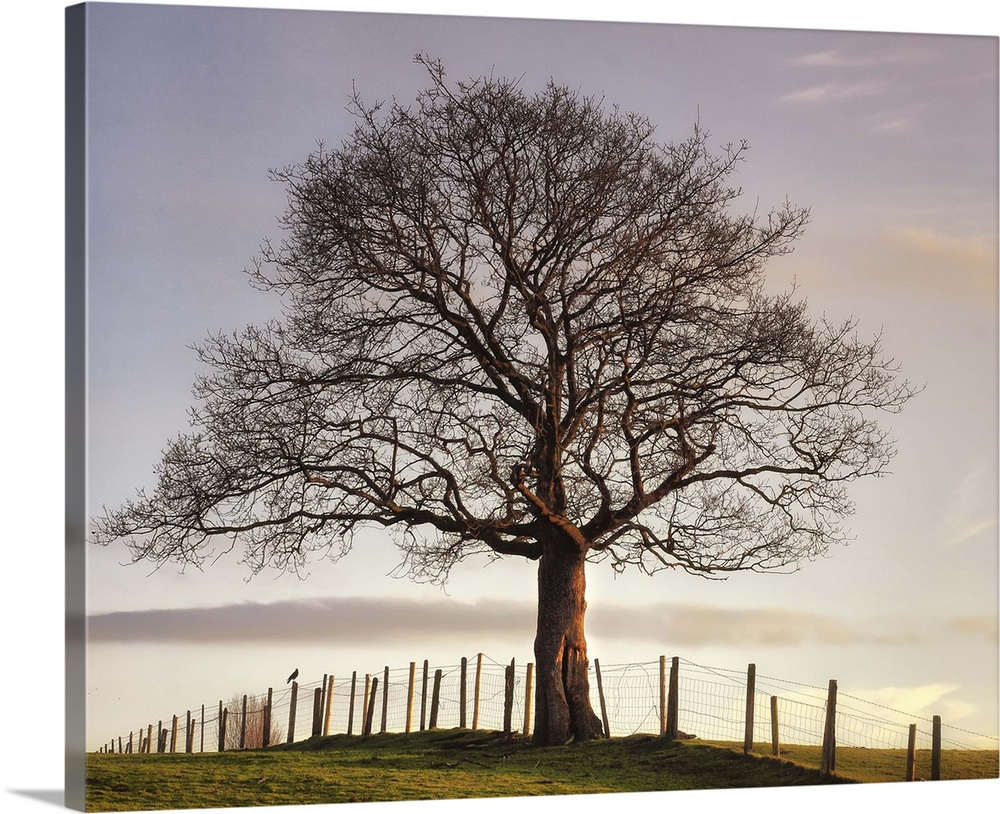 Big photo on canvas of a tree sitting in a field with a fence going through it.