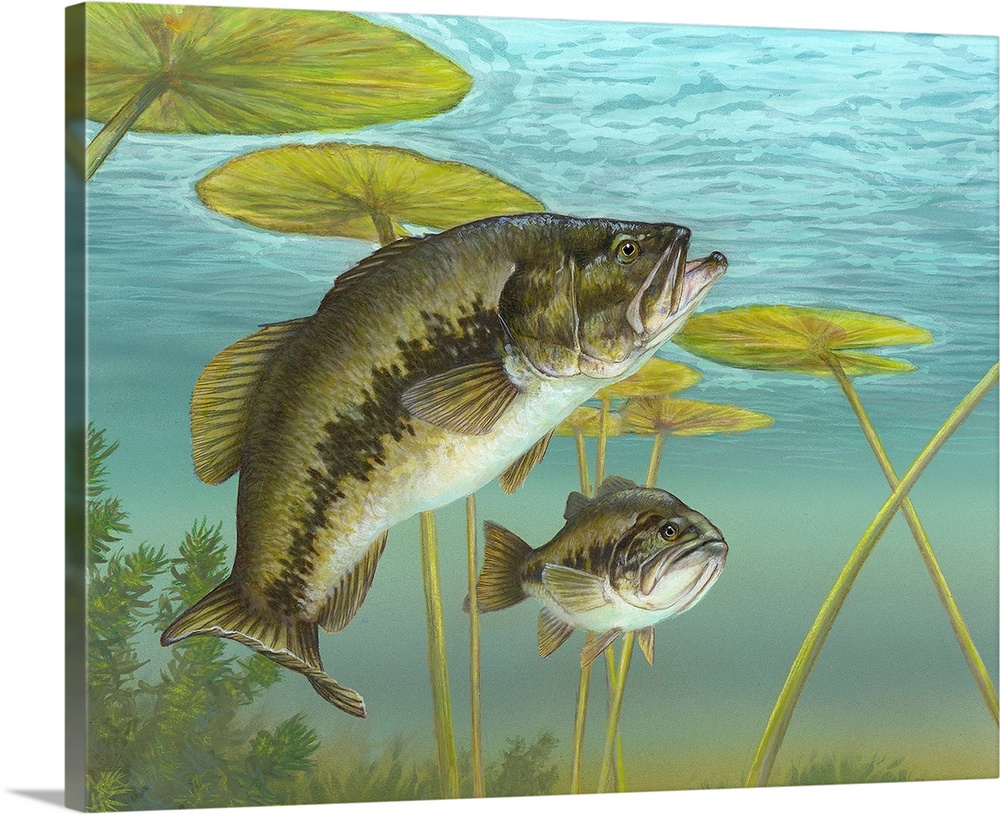 Largemouth Bass Solid-Faced Canvas Print